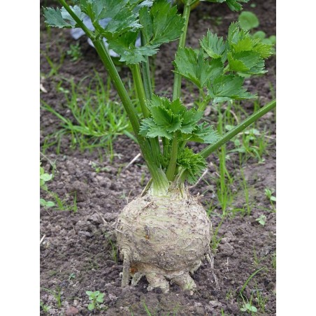 Selderijknollen Poeder Biologisch 100 gram