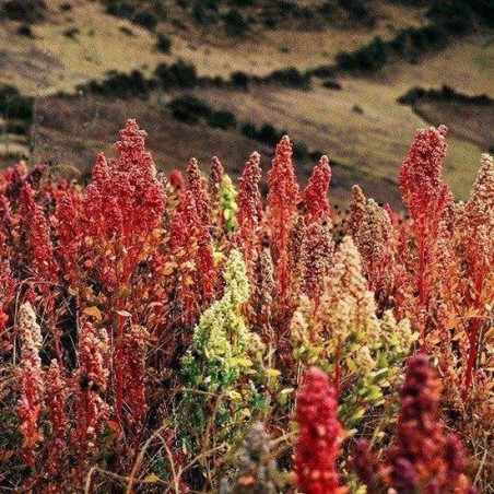 Quinoa Wit Heel Biologisch 100 gram