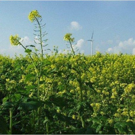 Mosterdzaad Heel Geel Sinapis Alba kiemarm Bio 1 kg